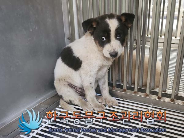 한국동물구조관리협회_441406202400754